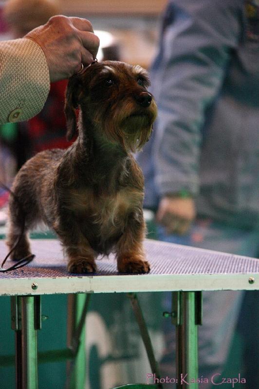 Crufts2011_2 1334.jpg